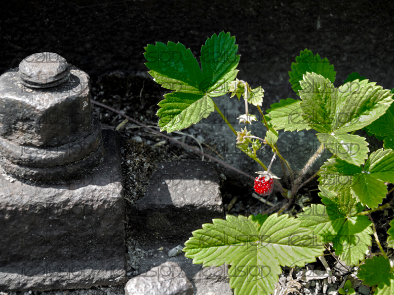 erdbeere am gleis